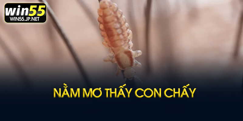 Mơ thấy con chấy là gì