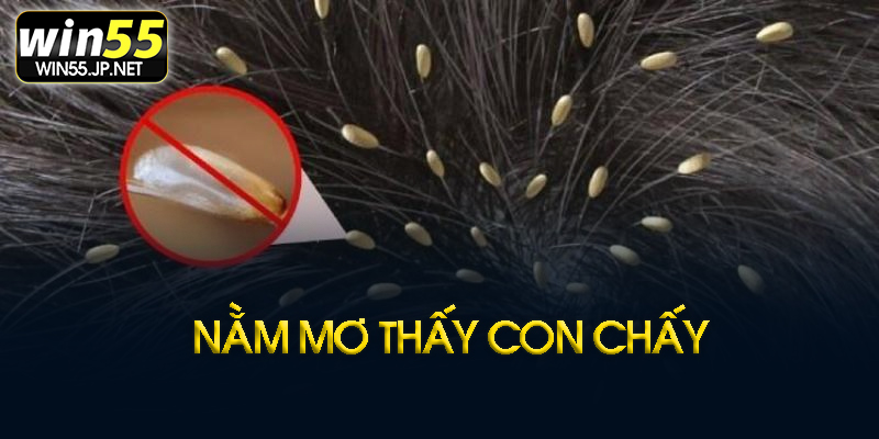 Giải mã giấc mơ con chấy