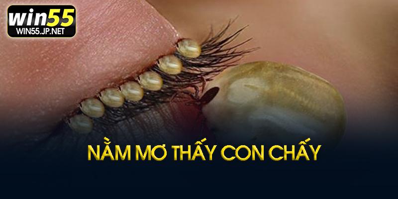Mơ thấy chấy và con số