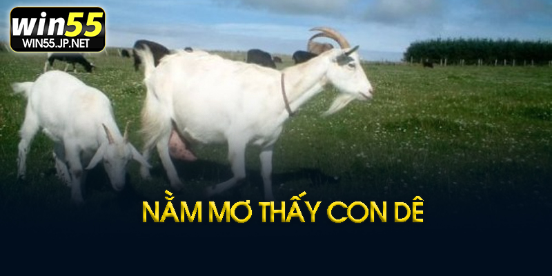 Mơ thấy dê trắng