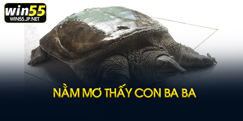 Nằm mơ thấy con ba ba