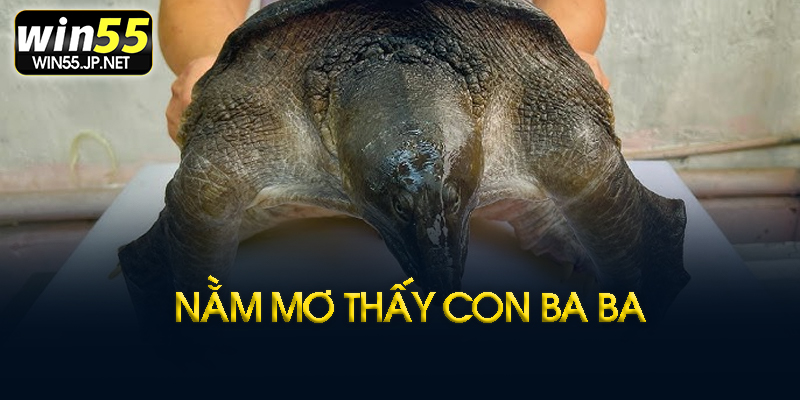 Mơ thấy bắt được ba ba